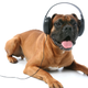 Illustration for article titled Lets give Spotifys Pet Playlists a shot